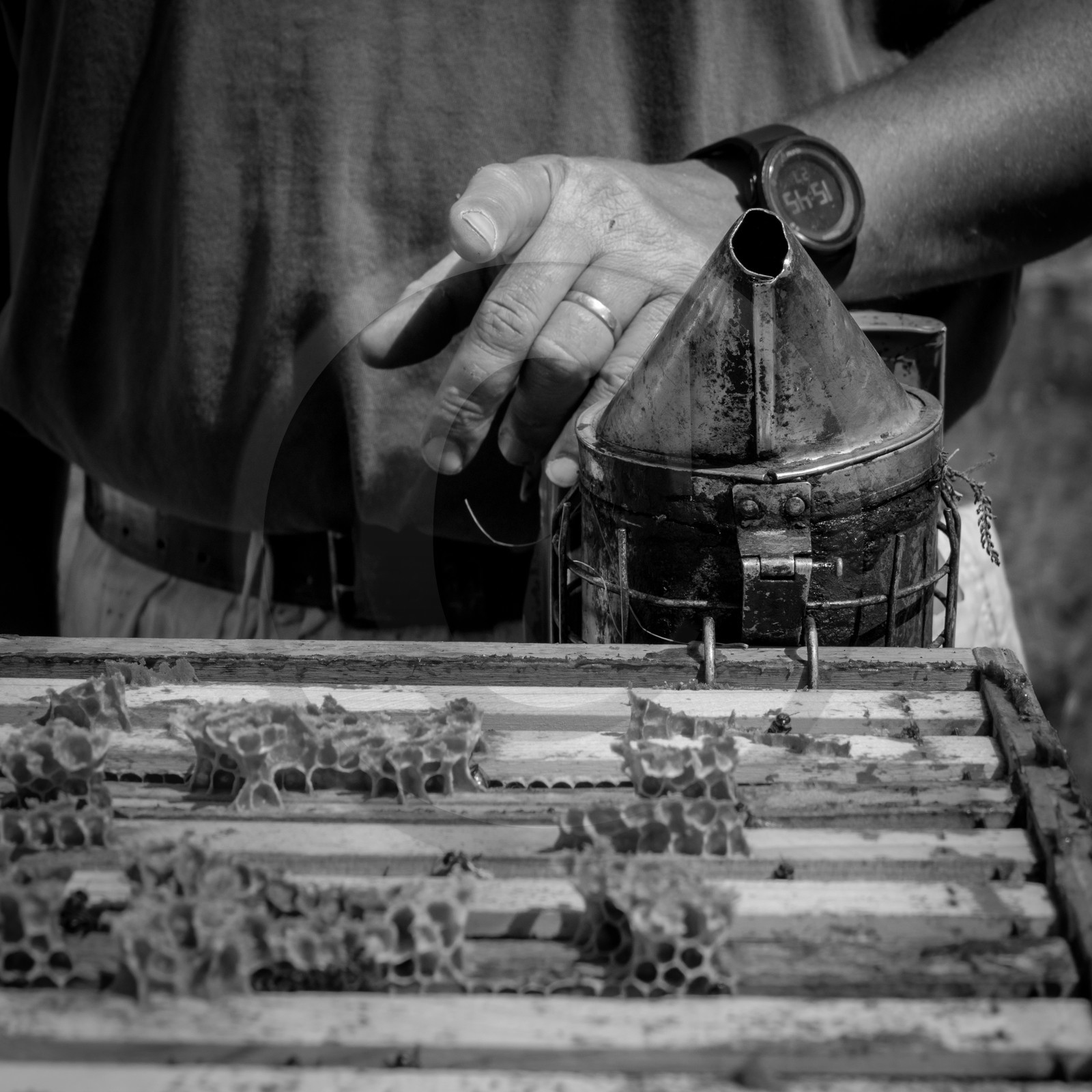 Visite au Rucher des Noisetiers