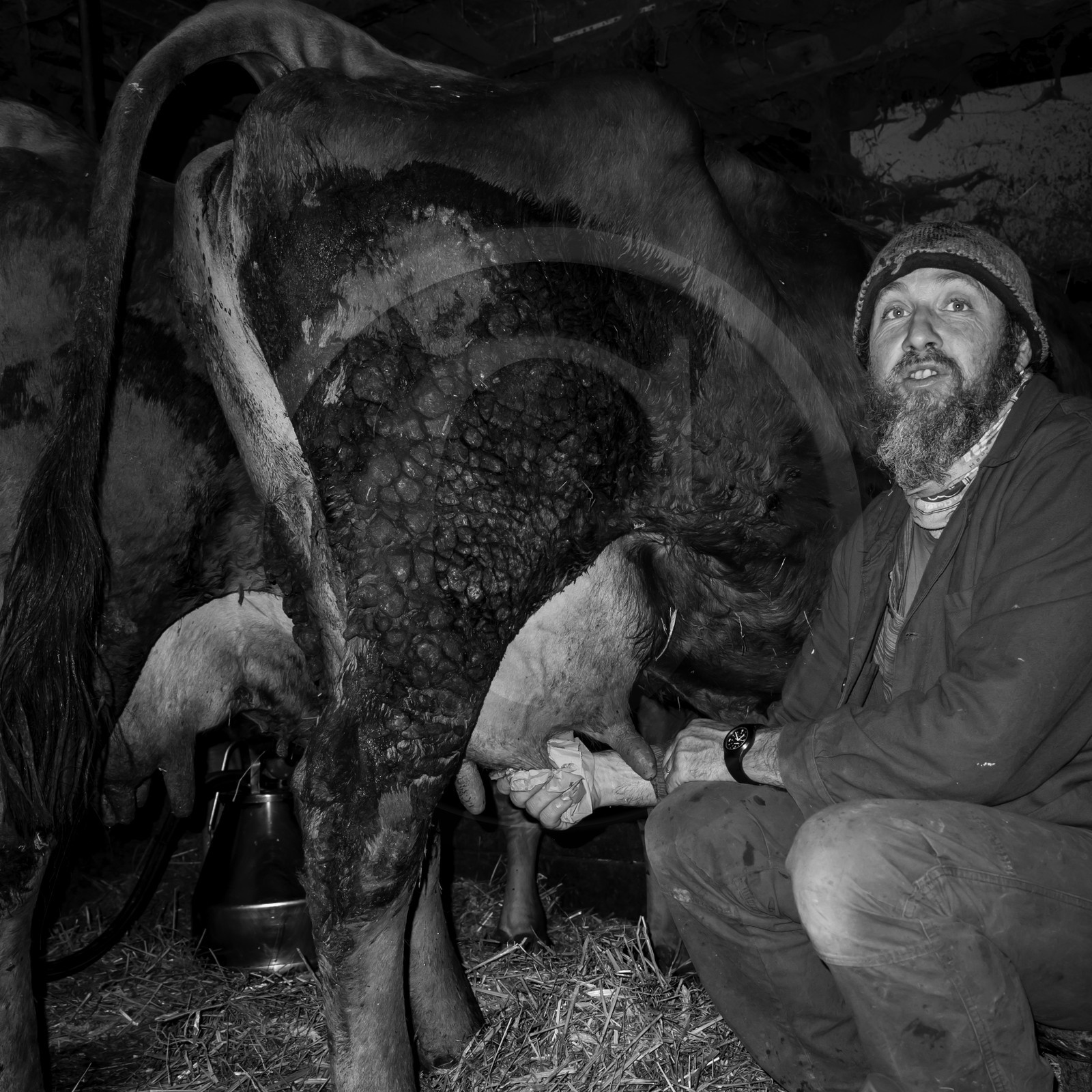 La traite des vaches