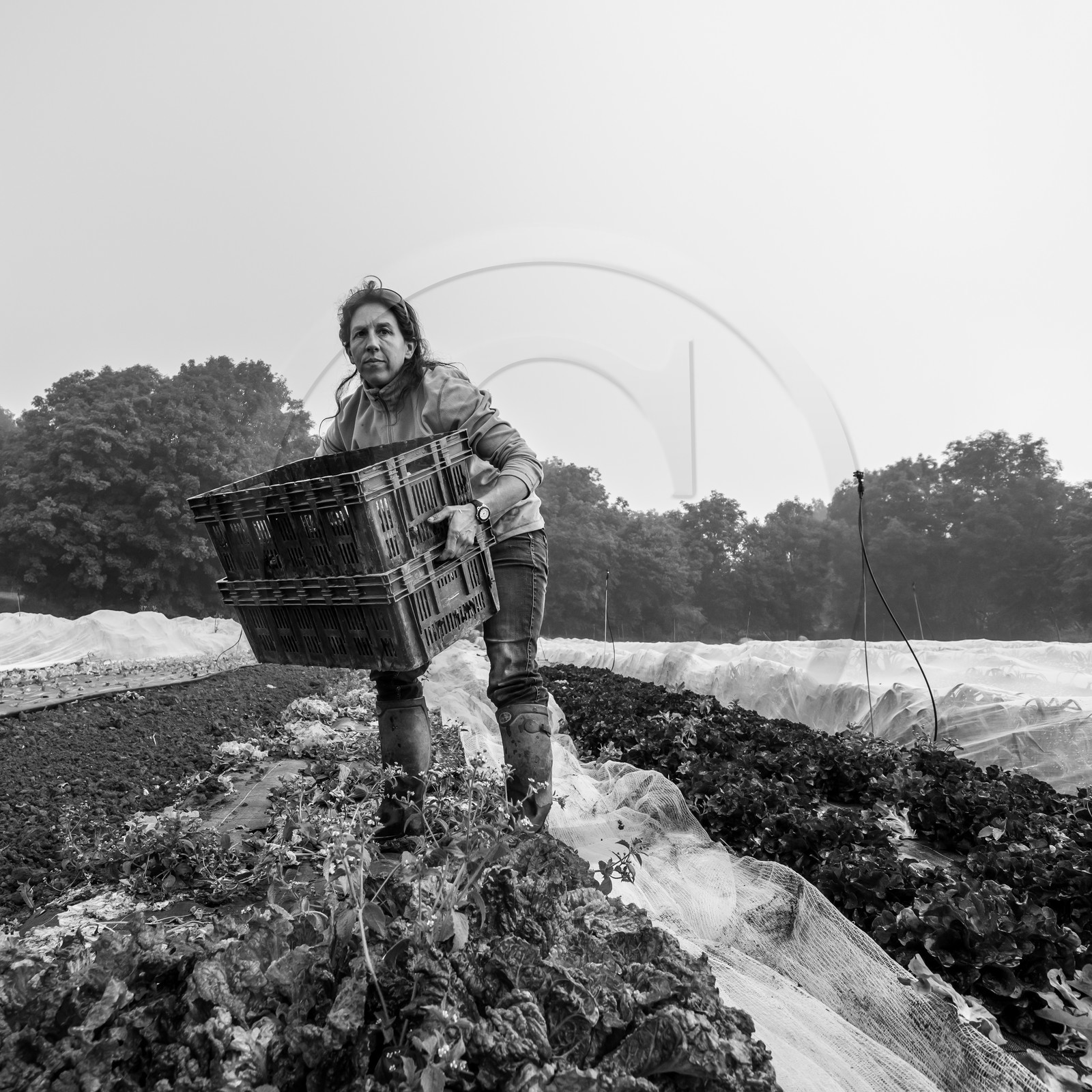 Maraichage biologique dans le Champsaur