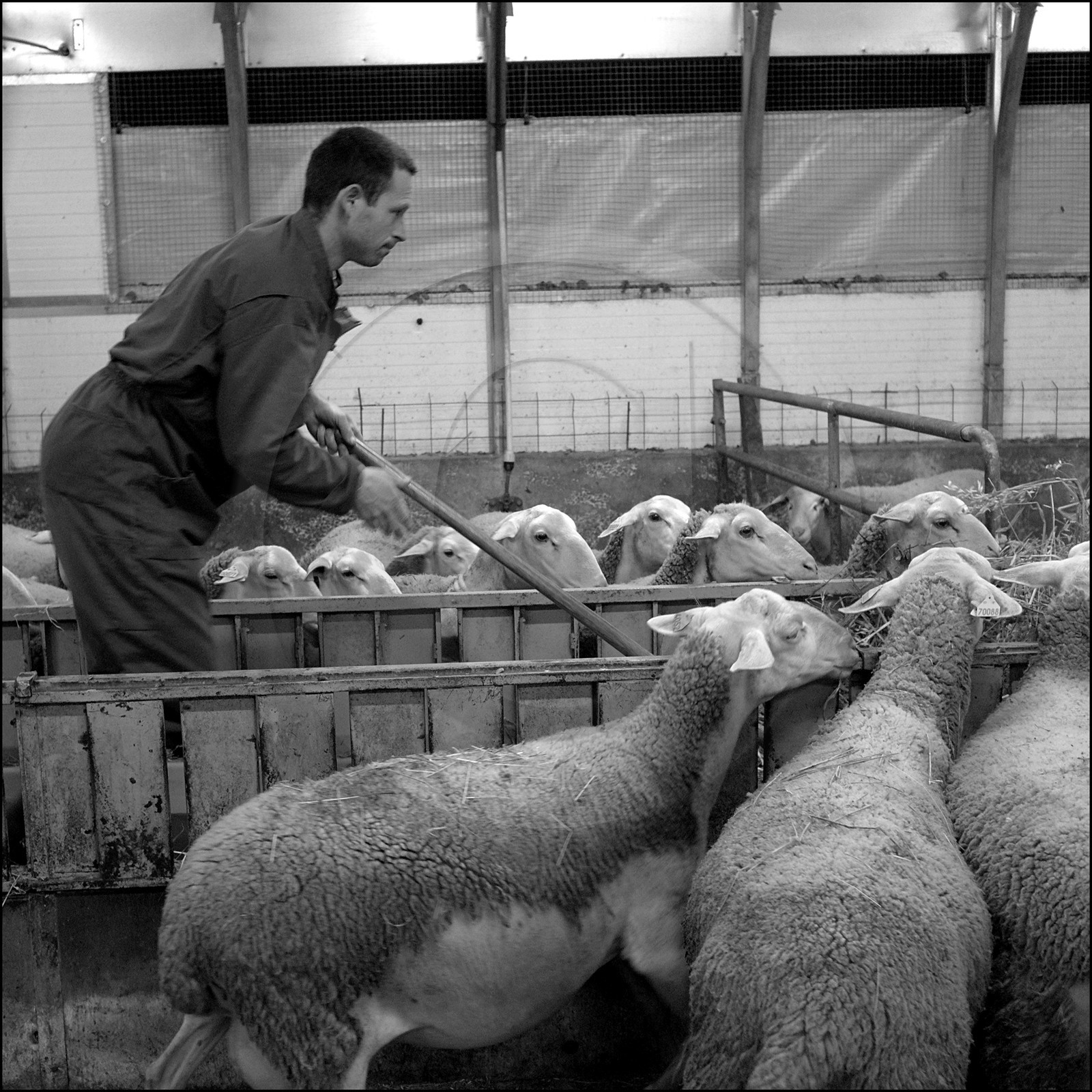 Elevage brebis laitières