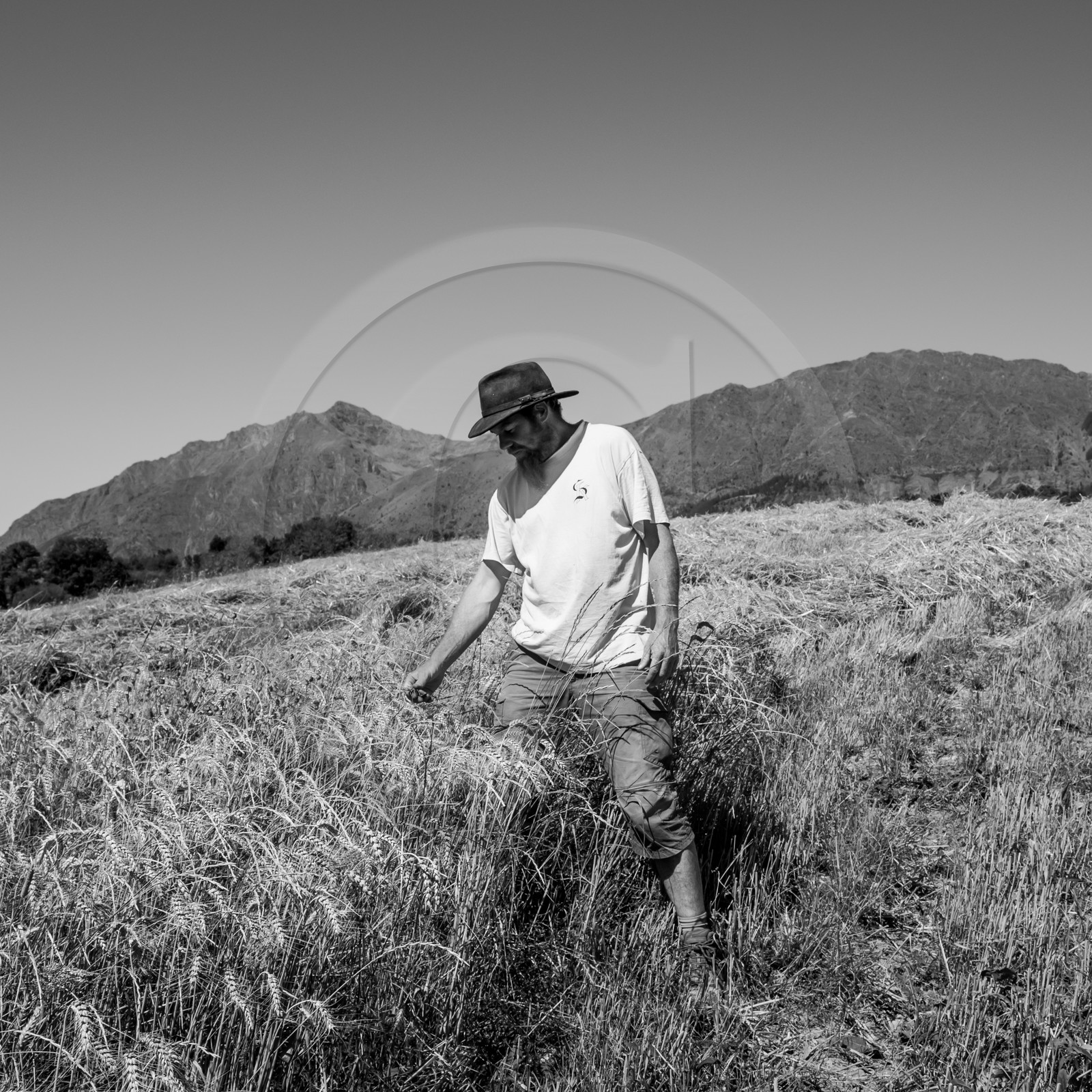 Les moissons dans le Champsaur