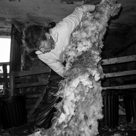 La tonte des moutons