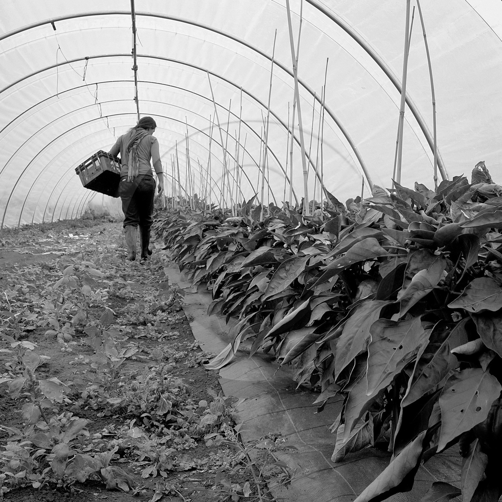 Sophie Jaussaud, maraichère à Ancelle