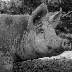 Elevage biologique de cochons en plein air