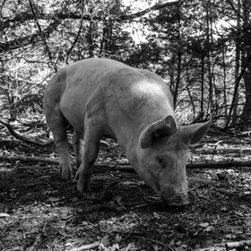 Elevage biologique de cochons en plein air