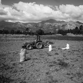 La récolte des pommes de terre