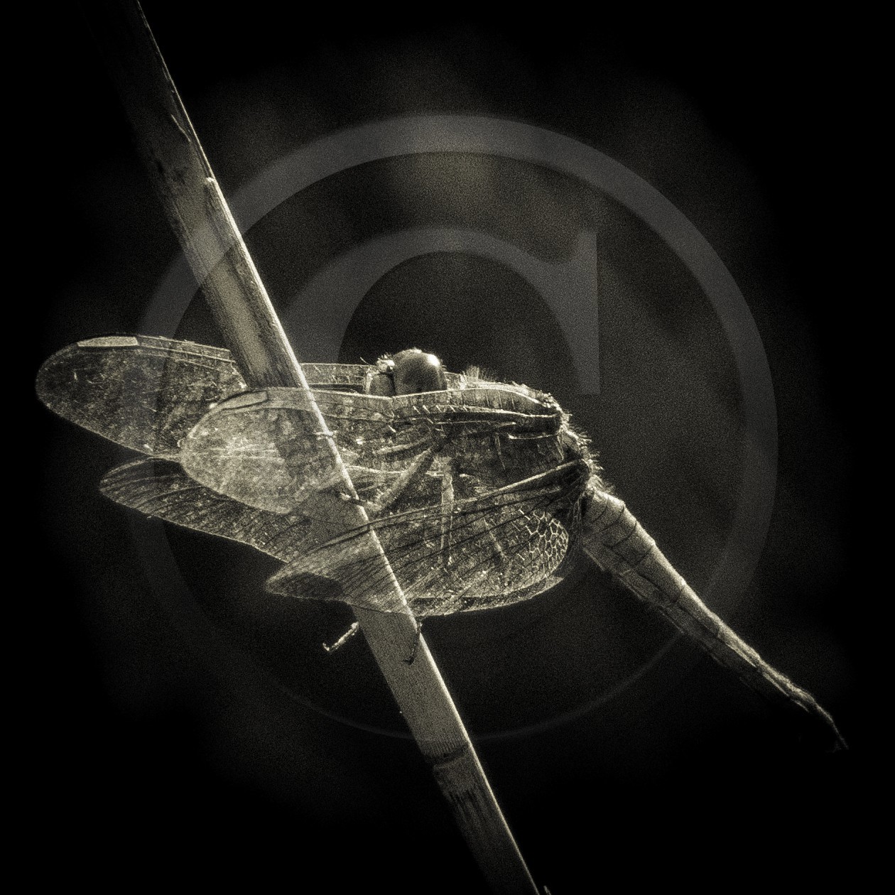 Portrait de libellule