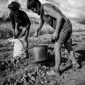 La récolte des pommes de terre