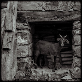 Portraits des animaux de la ferme