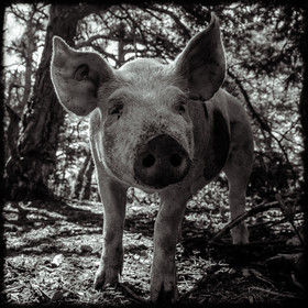 Portraits des animaux de la ferme