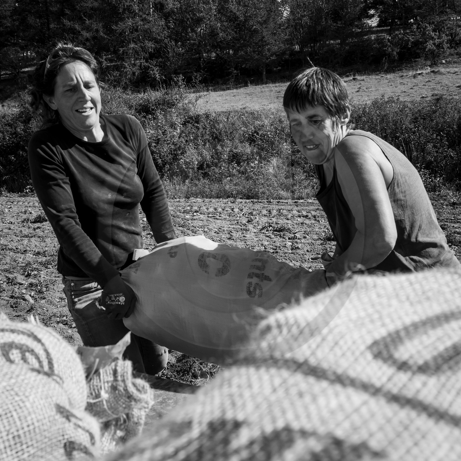 La récolte des pommes de terre