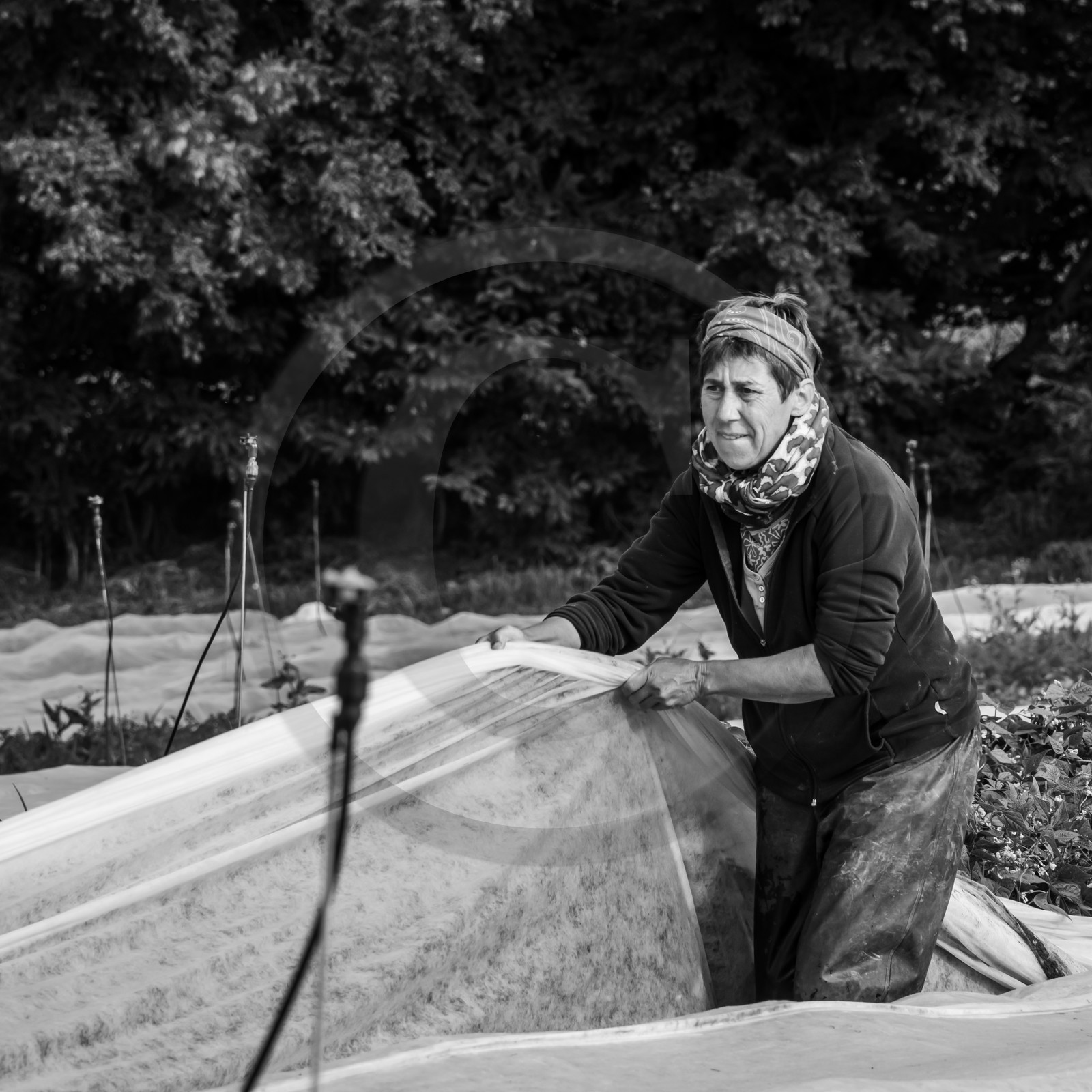 Maraichage biologique dans le Champsaur