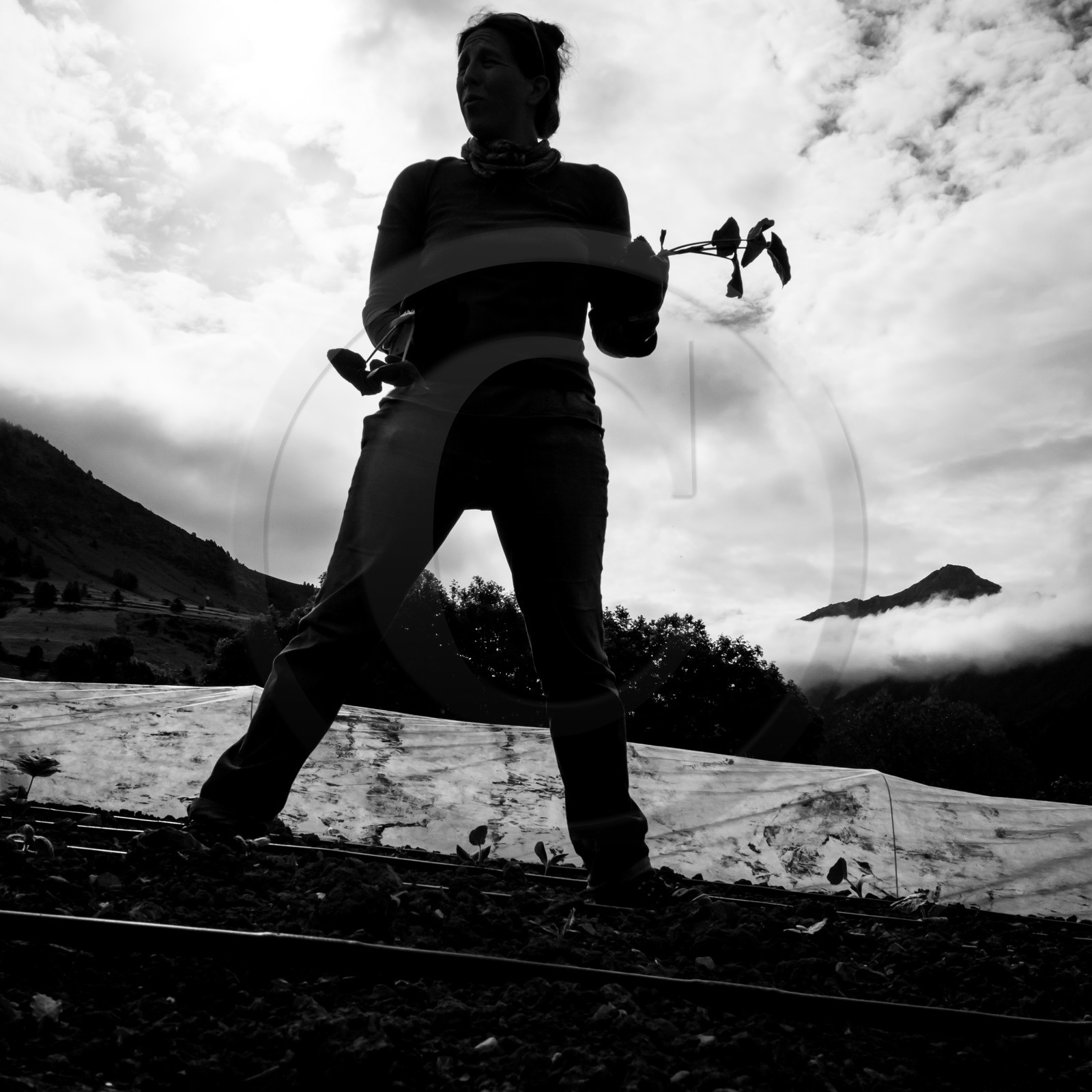 La plantation des courges