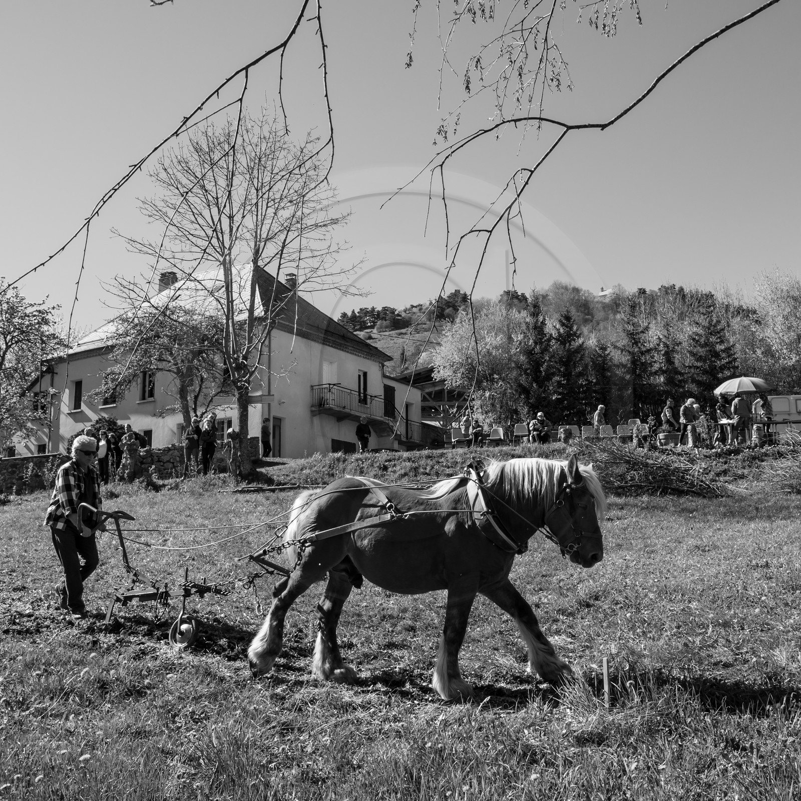 Labour avec un cheval - 17 04 17