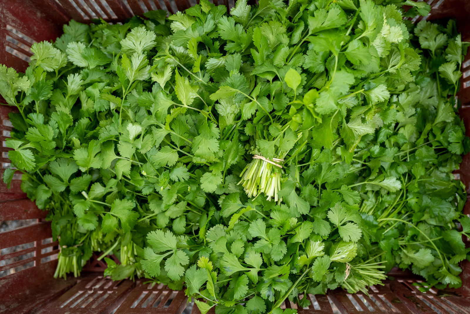 31 mai 2025 : AMAP du Champsaur - Distribution