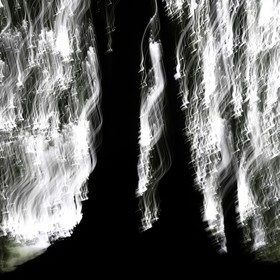 Le Pays des Arbres Flous