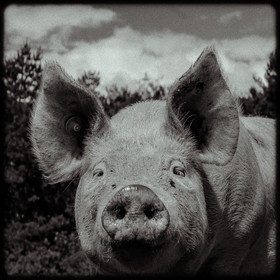 Portraits des animaux de la ferme