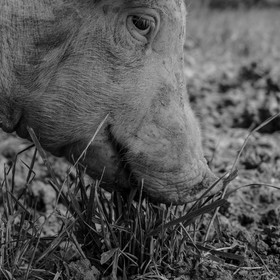 Elevage biologique de cochons en plein air