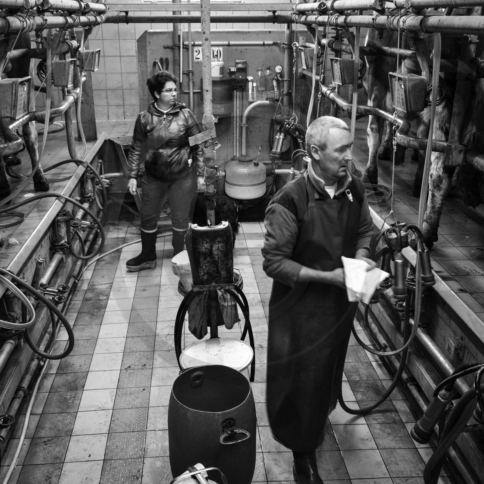 La traite des vaches