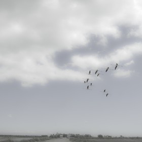 Camargue couleur pastel