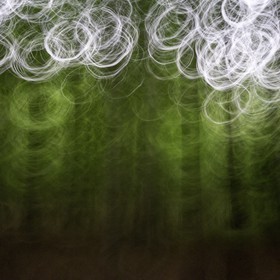 Le Pays des Arbres Flous