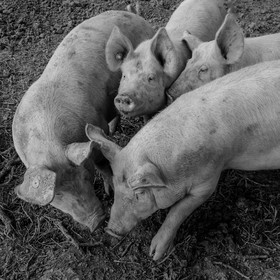 Elevage biologique de cochons en plein air