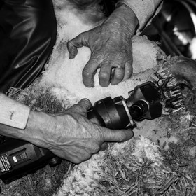 La tonte des moutons