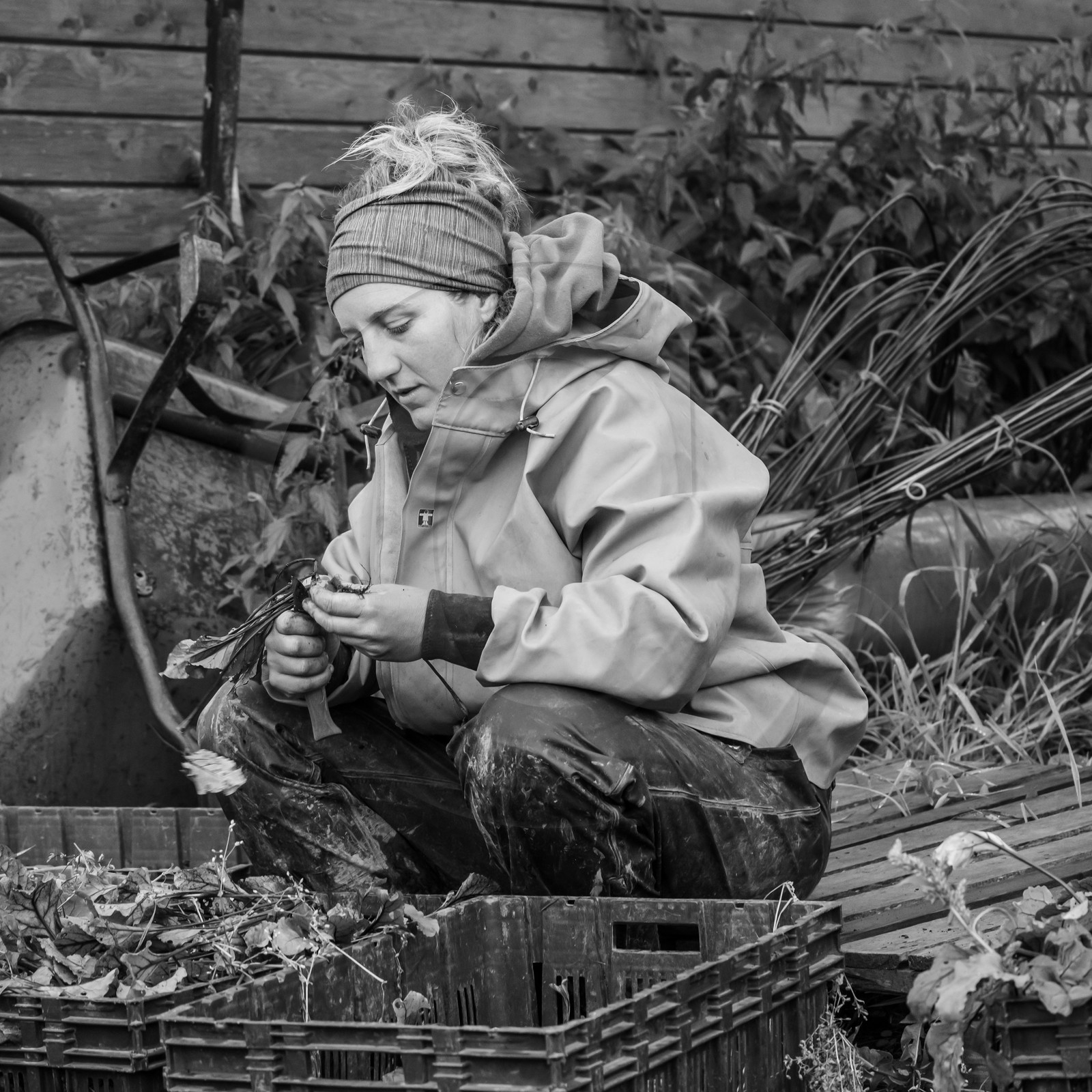 Maraichage biologique dans le Champsaur