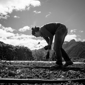 La plantation des courges