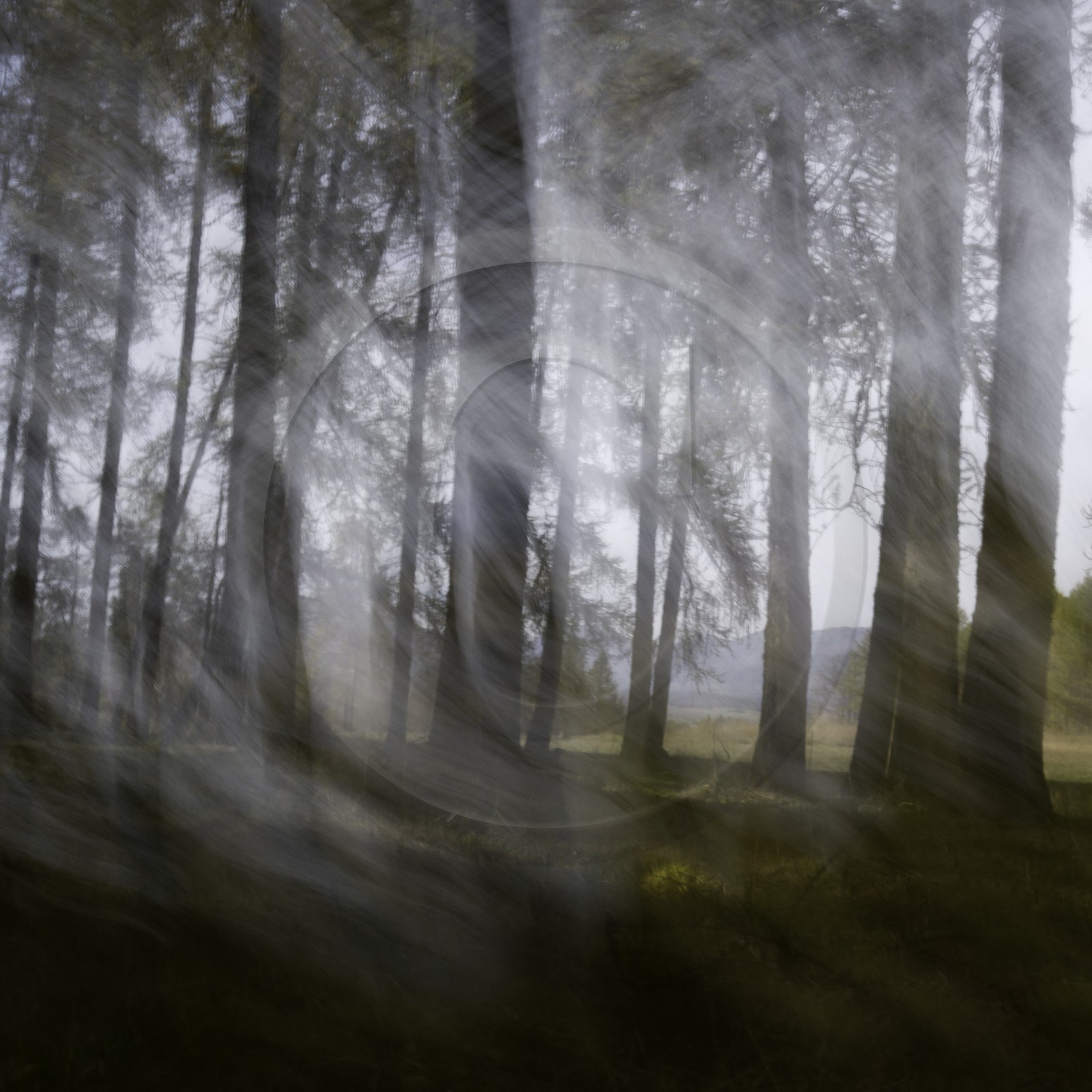 Le Pays des Arbres Flous