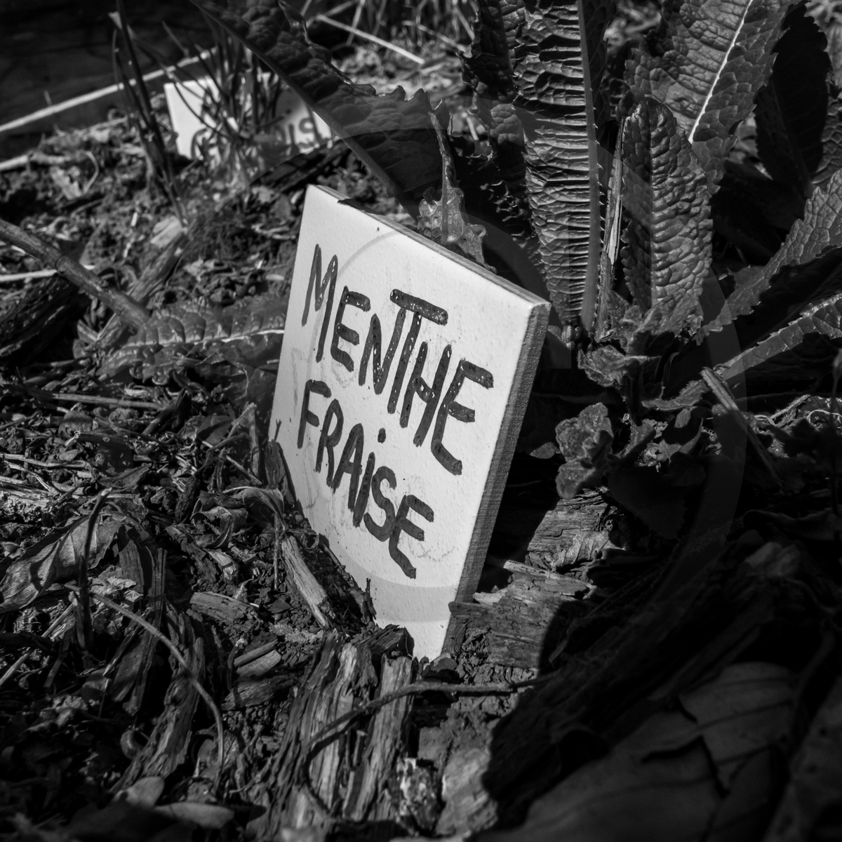 Atelier laine et promenade au jardin