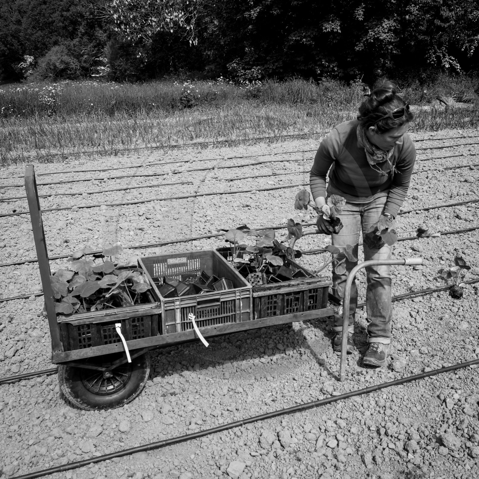 La plantation des courges