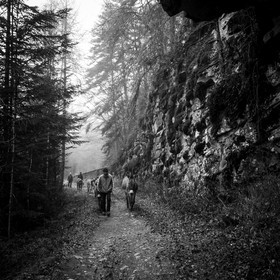 La transhumance des ânes