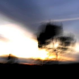 Le Pays des Arbres Flous