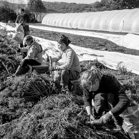 La récolte des carottes