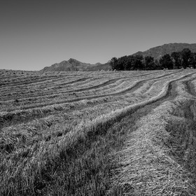 Les moissons dans le Champsaur