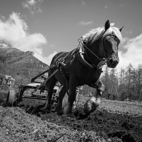 Labour avec un cheval