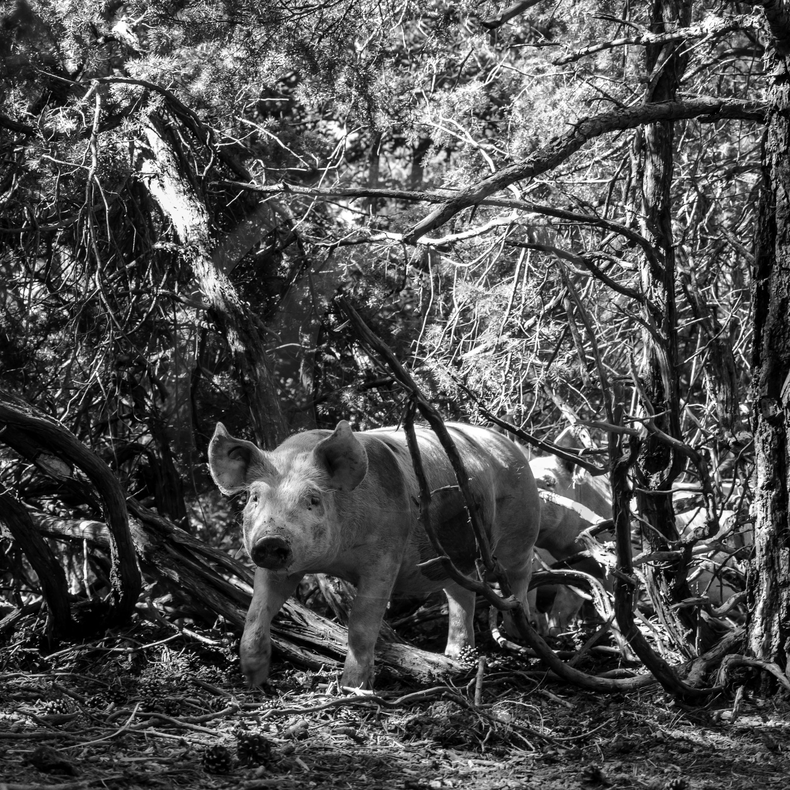Elevage biologique de cochons en plein air