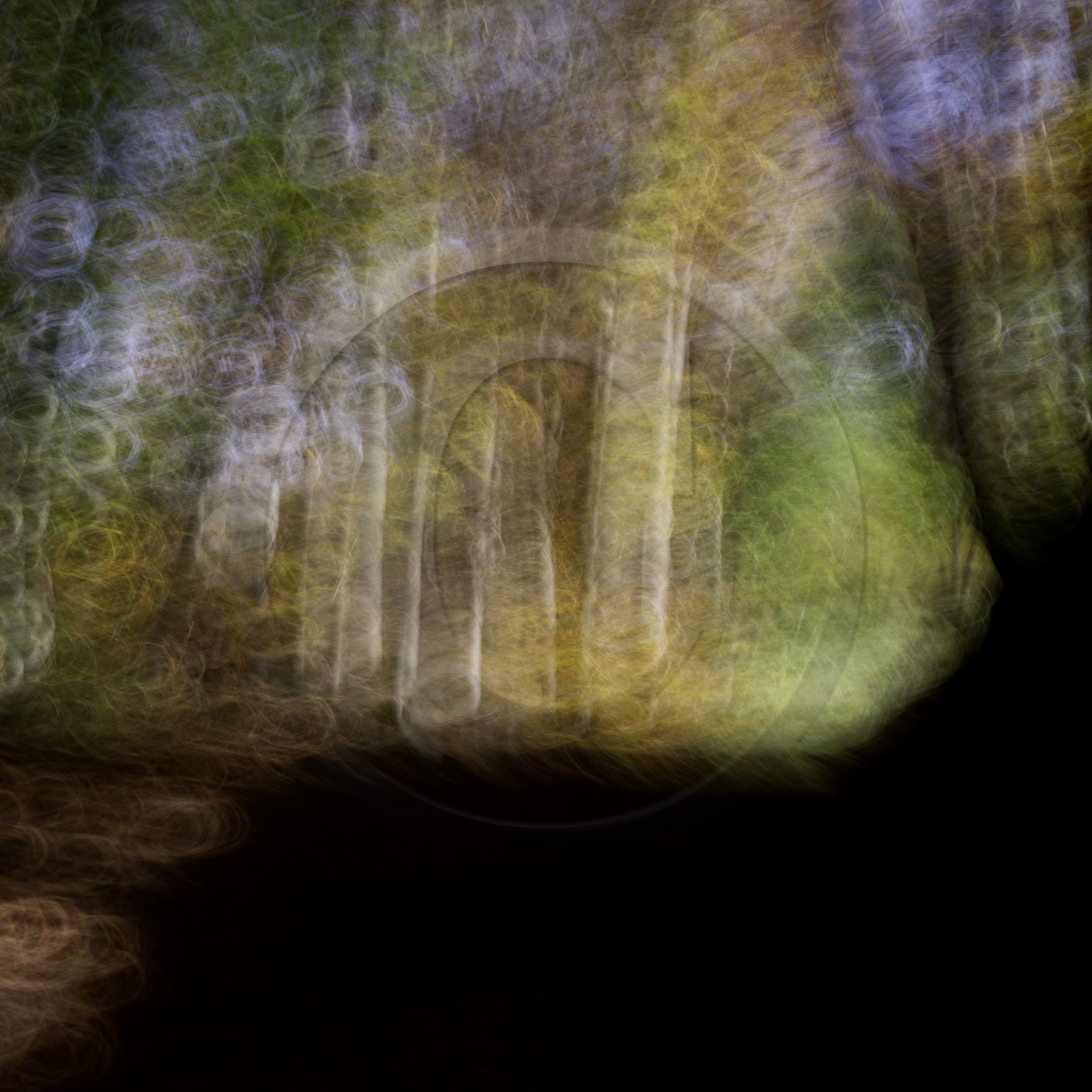 Le Pays des Arbres Flous