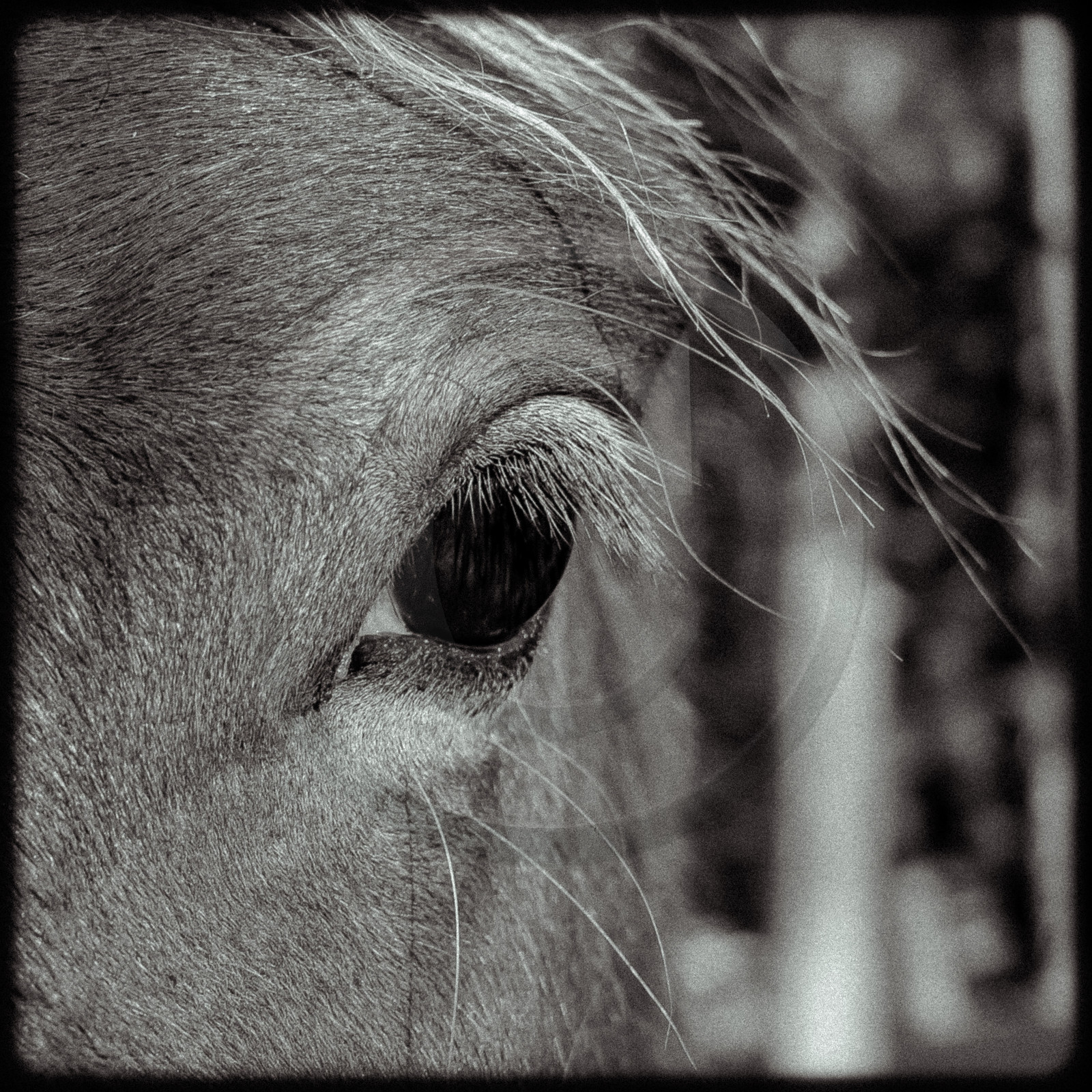 Portraits des animaux de la ferme