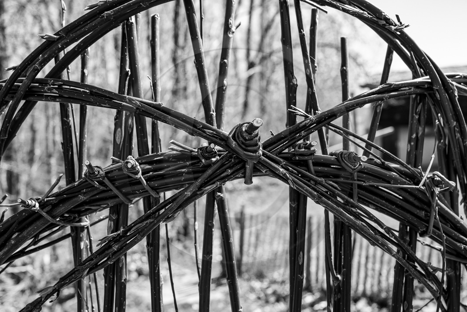 10 avril 2024 : Osier, laine et taille