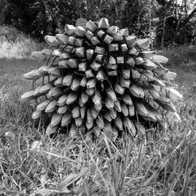14 juin 2017 - Pose de la clôture