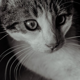 Portraits de Chats