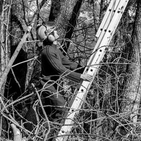 Elagage - 08 03 2017