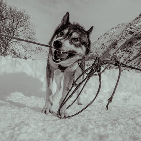 La Valgaude Traineau 2015