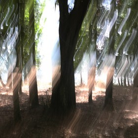 Le Pays des Arbres Flous