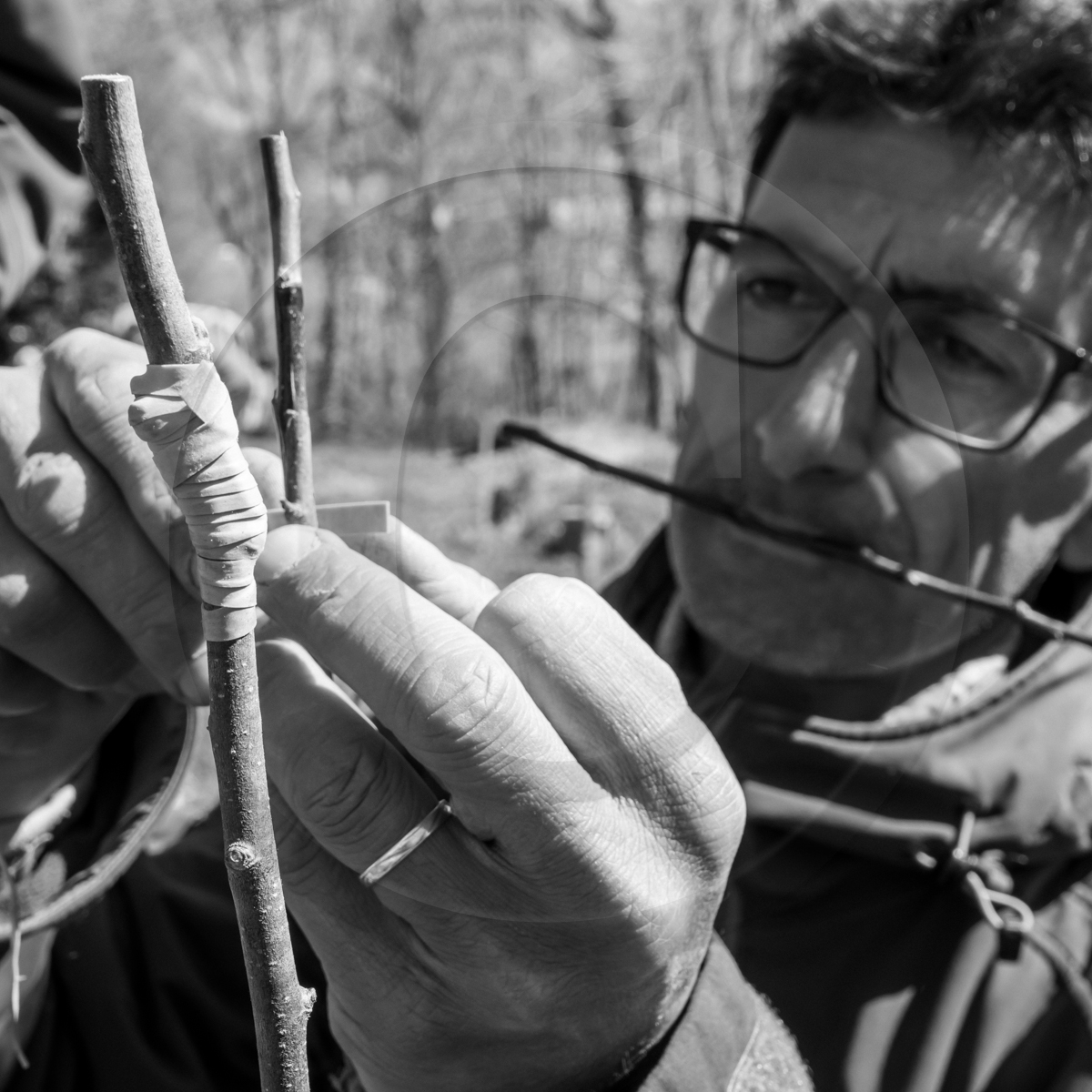 10 avril 2022 : Initiation à la greffe d'arbres fruitiers