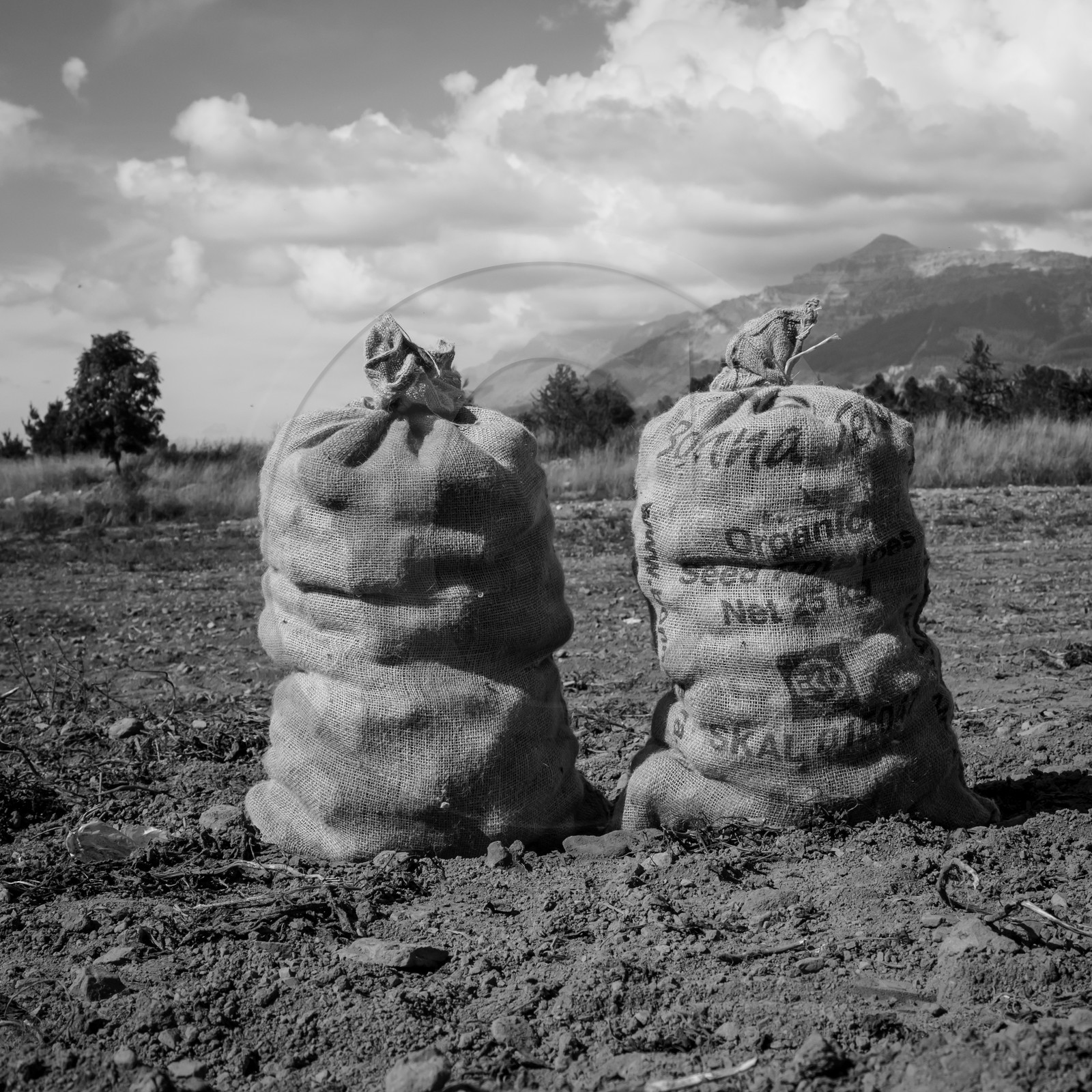 La récolte des pommes de terre