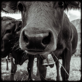 Portraits des animaux de la ferme
