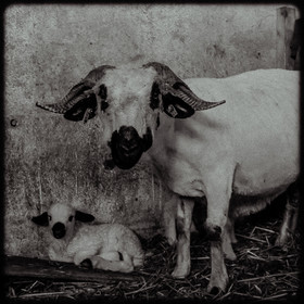 Portraits des animaux de la ferme